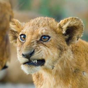 Meet your Posher, Diana